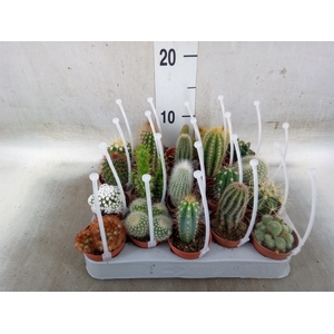 Cactus   ...mix