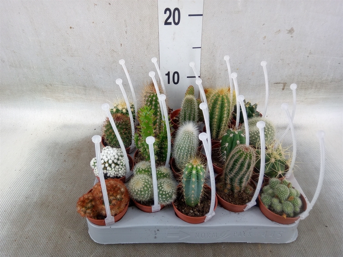 <h4>Cactus   ...mix</h4>