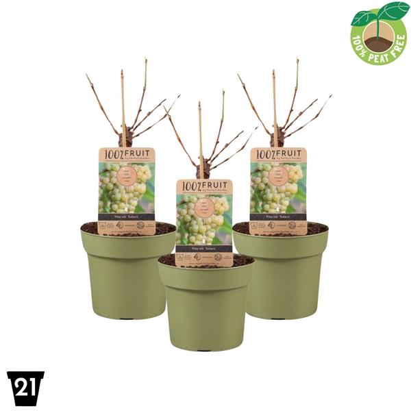 <h4>Vitis vinifera 'Solaris', P21 op stam</h4>