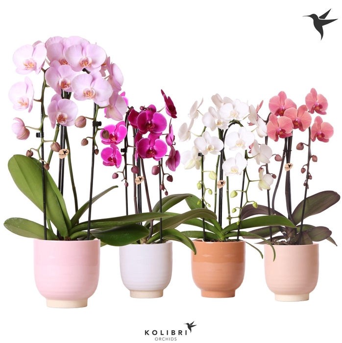 <h4>Phal Casc Kolibri Gemengd 2 Tak Keramiek  Glazed</h4>