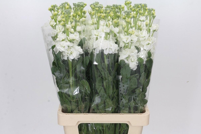 <h4>MATTH IRON WHITE</h4>