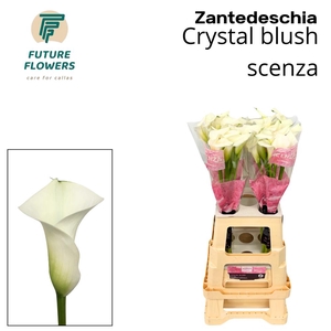 Zant Crystal Blush Scenza