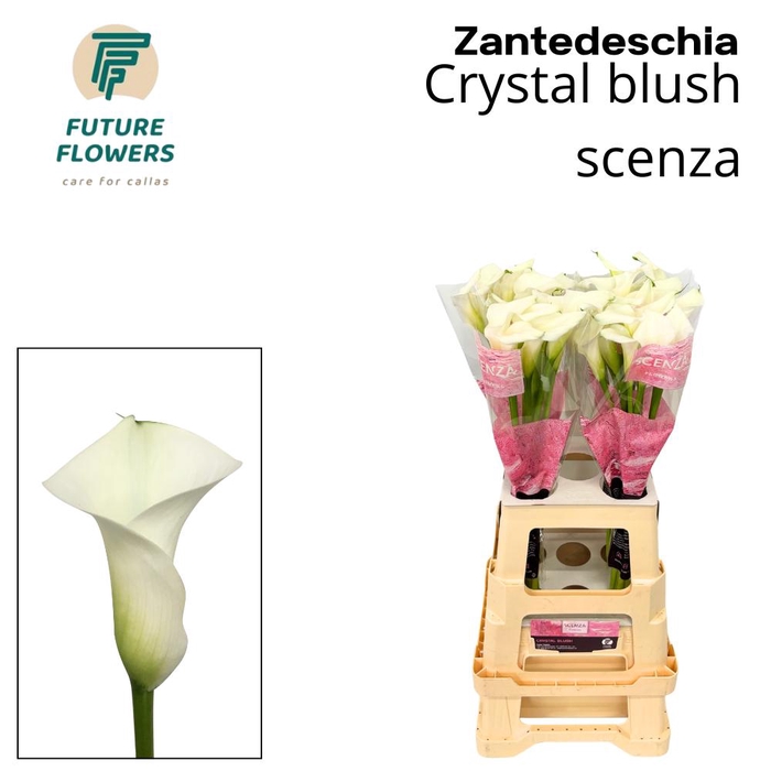 <h4>ZANT CRYSTAL BLUSH</h4>