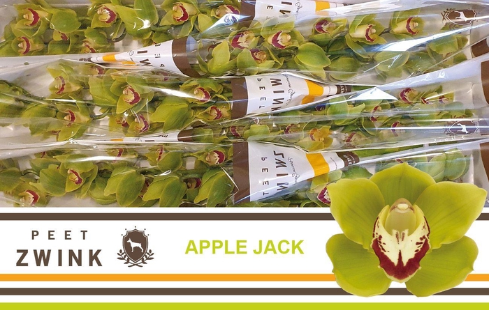 <h4>CYMB T APPLE JACK</h4>