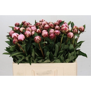 Paeonia sarah bernhardt