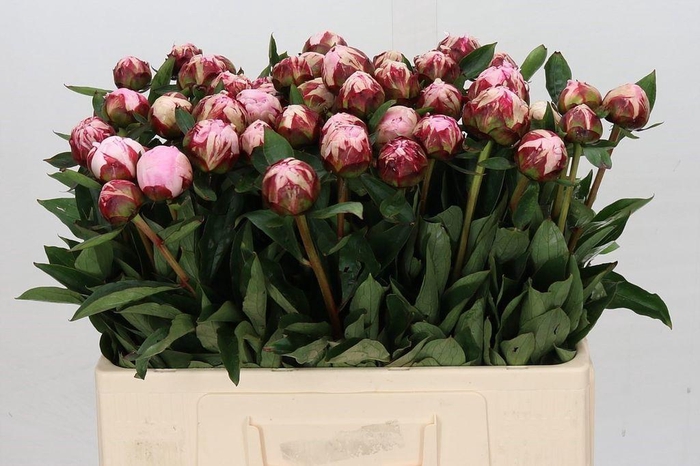 <h4>Paeonia sarah bernhardt</h4>