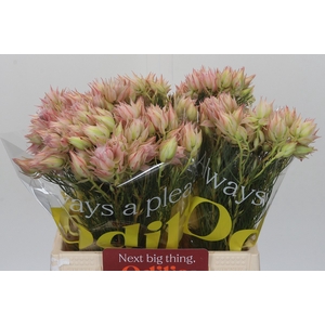 Blushing Bride Ayoba Satin Star