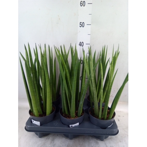 Sansevieria cyl.  ...