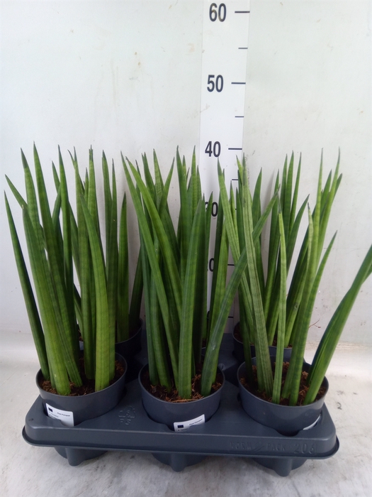 <h4>Sansevieria cyl.  ...</h4>