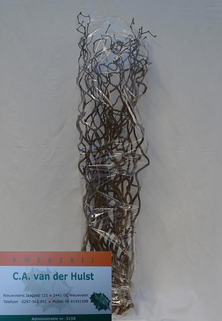 <h4>CORYL AV CONTORTA</h4>