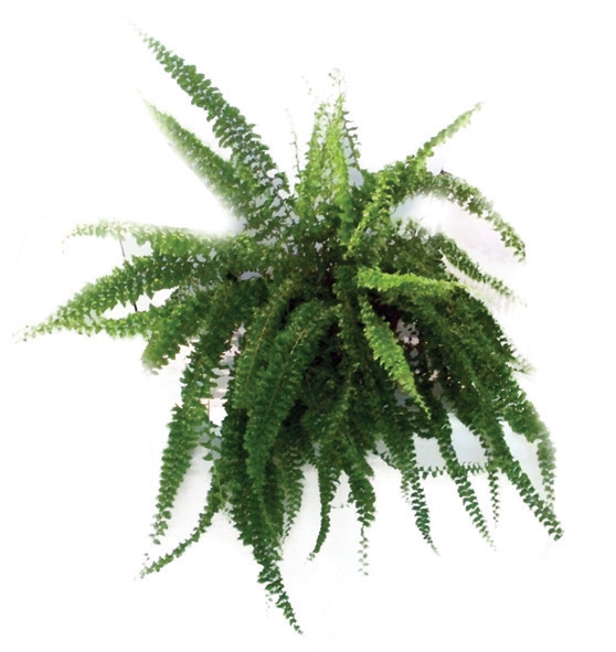 <h4>SAMAMBAIA HILLI C21</h4>