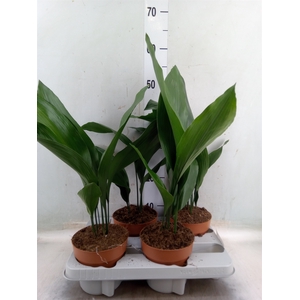 Aspidistra elat.