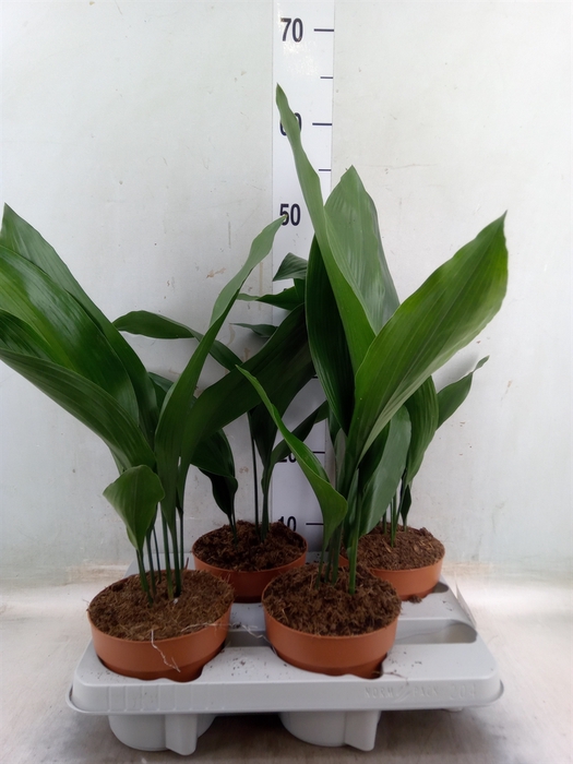<h4>Aspidistra elat.</h4>