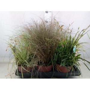 Carex   ...mix