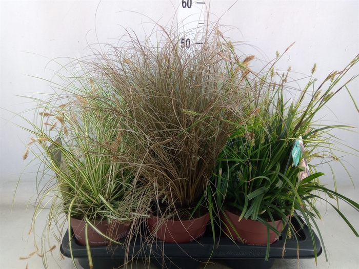 <h4>Carex   ...mix</h4>