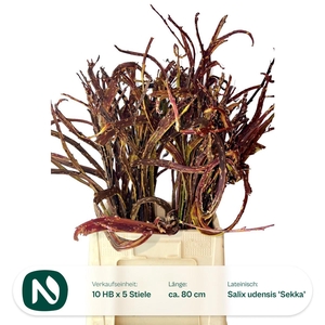 SALIX SEKKA BANDWILG