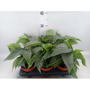 Schismatoglottis scortechinii