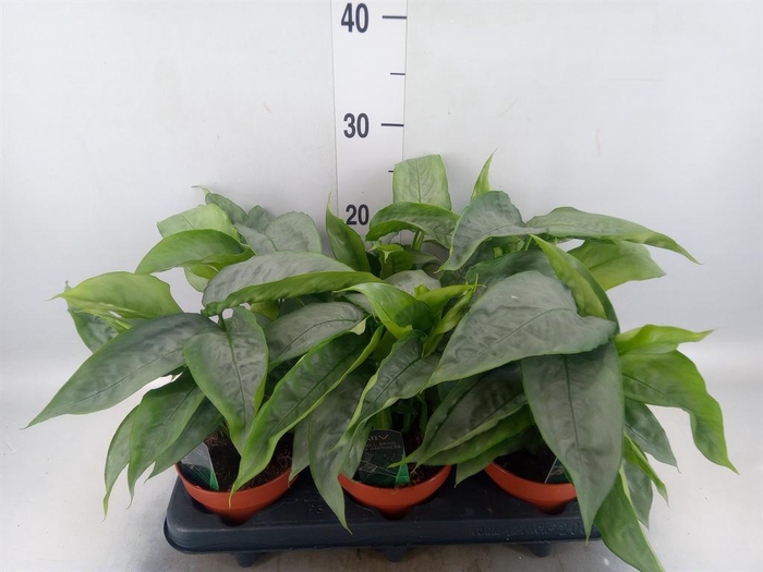Schismatoglottis scortechinii