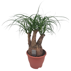 Beaucarnea 19 cm vertakt