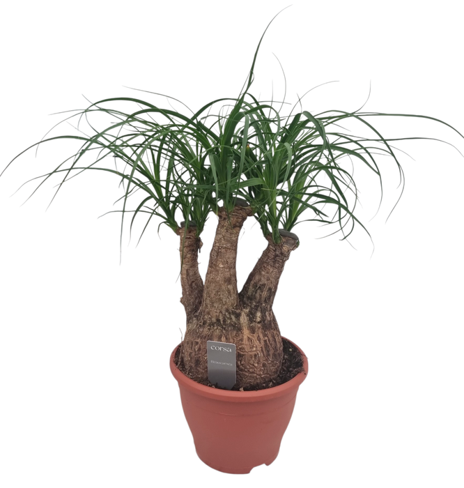 <h4>Beaucarnea 19 cm vertakt</h4>