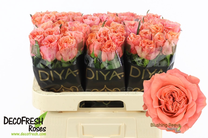 <h4>R Gr Blushing Reeva Diya</h4>