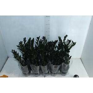 ZAMIOCULCAS DARK ZAMICRO P11