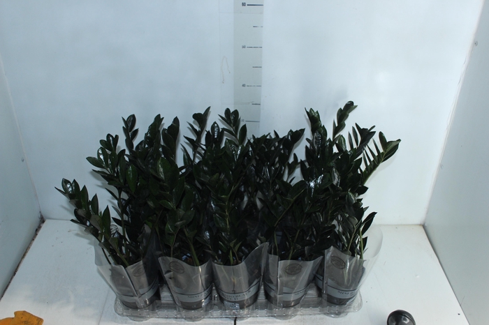 <h4>ZAMIOCULCAS DARK ZAMICRO P11</h4>