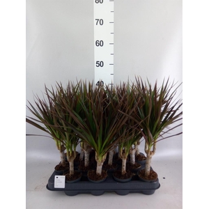 Dracaena marg. 'Magenta'
