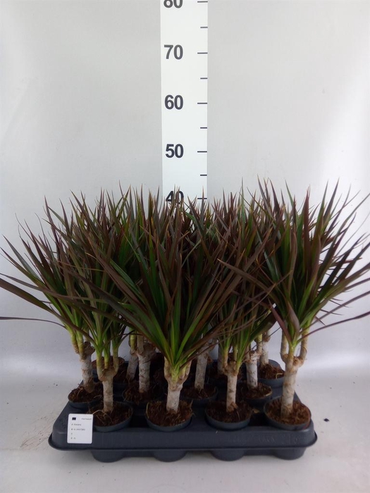 <h4>Dracaena marg. 'Magenta'</h4>