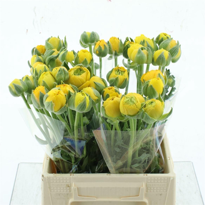 <h4>Ran El Yellow N L</h4>