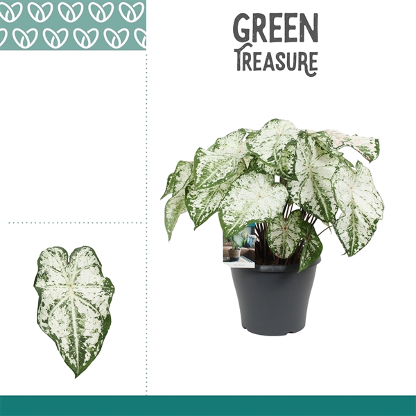 <h4>Caladium Snow Flurry</h4>