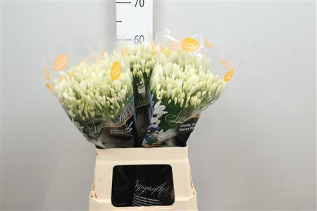 <h4>Agapanthus FU 'Bianca Perla'</h4>