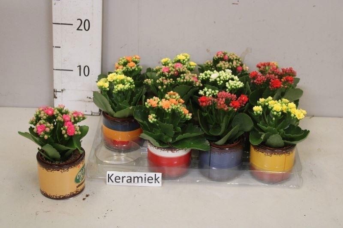 <h4>ARR KALANCHOE</h4>