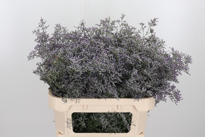<h4>Limonium Beltlaard</h4>