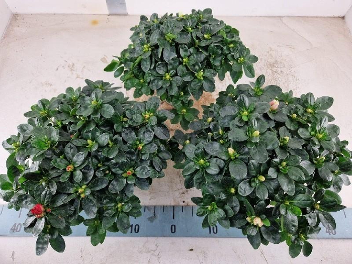 Rhododendron Simsii op kleur