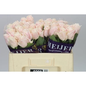 Rosa Gr Sweet Avalanche Meijer White