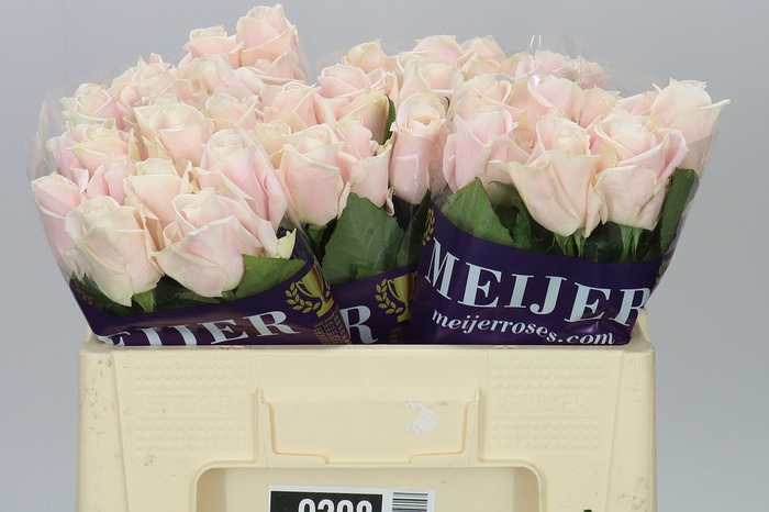 <h4>Rosa Gr Sweet Avalanche Ex</h4>