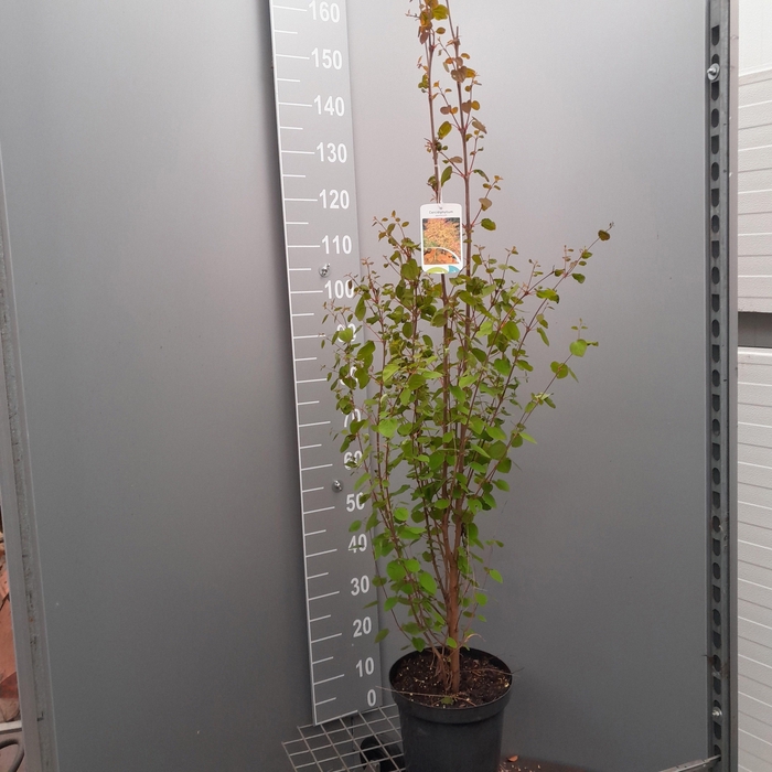 <h4>CERCIDIPHYLLUM JAP</h4>