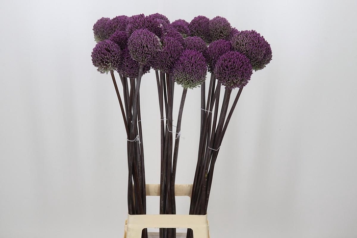 <h4>Allium Summer Drummer</h4>