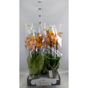 Phalaenopsis   ...orange
