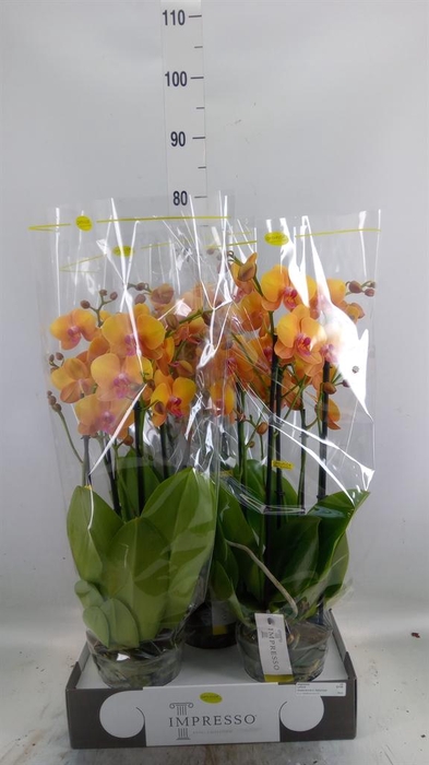 <h4>Phalaenopsis   ...orange</h4>