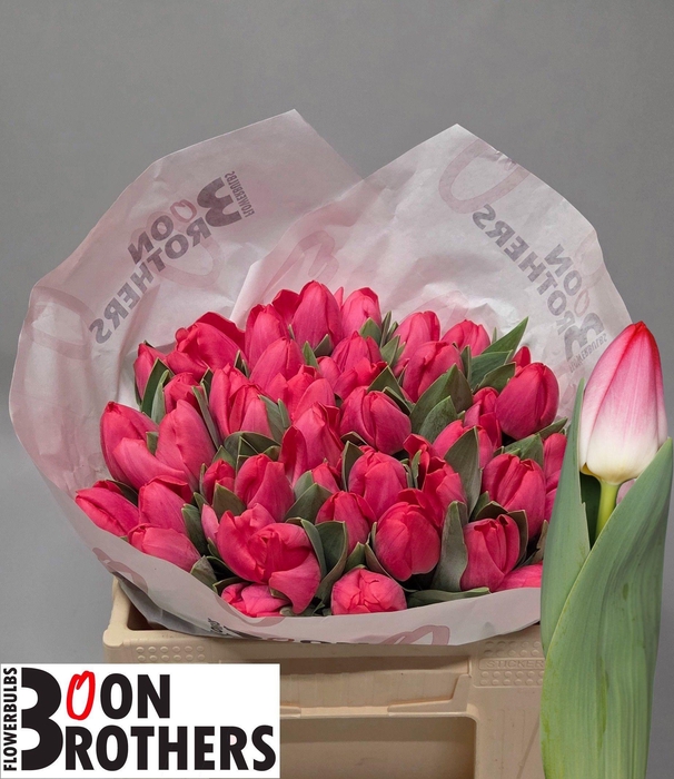 <h4>TU EN KRISSI</h4>