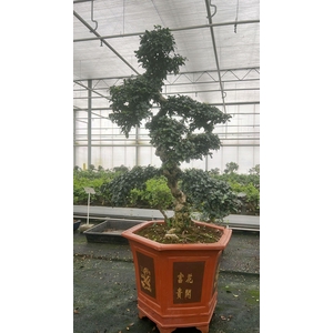 Carmona macrophylla, pot 43 cm., height 125 cm. (single item)