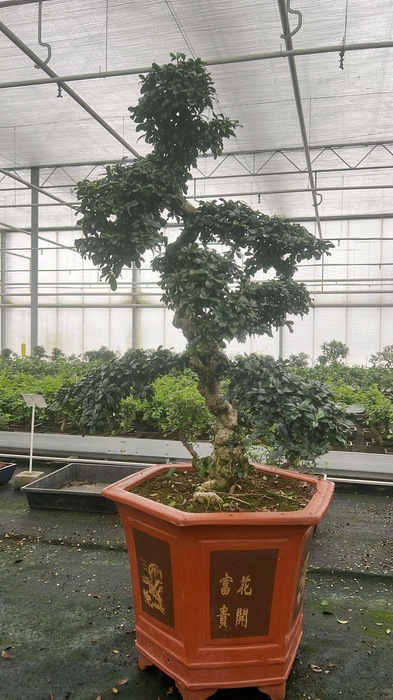 <h4>Carmona macrophylla, pot 43 cm., height 125 cm. (single item)</h4>