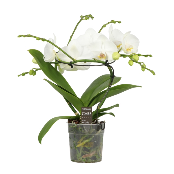 <h4>Infinity White 2 spike Blanco</h4>