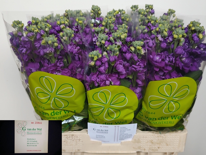 <h4>MATTH DEBORA</h4>