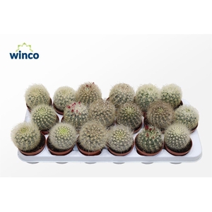 CACTUS OV