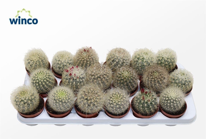 <h4>CACTUS OV</h4>