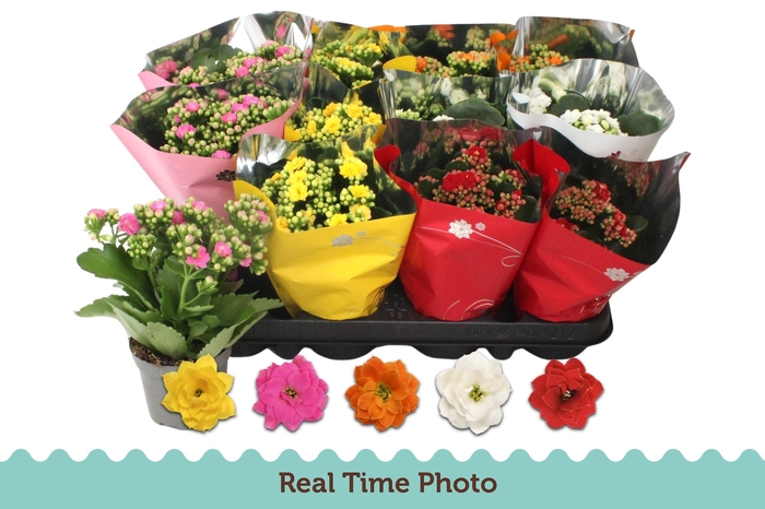 <h4>KAL GE GEM 5 KL</h4>