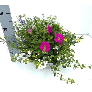 PERKPL GEM IN POT